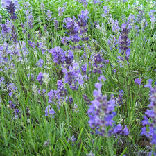 Lavender angustifolia 'Munstead' Purple Hardy Outdoor Garden Shrub in Plant Pot