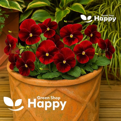 Horned pansy flower - horned,