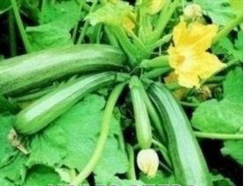 Courgette mini plug - ,
