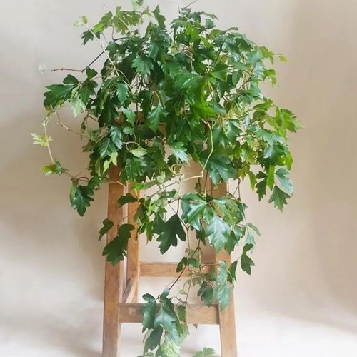 Large cissus rhombifolia - large,