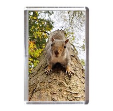 Fridge Magnet: Grey Squirrel