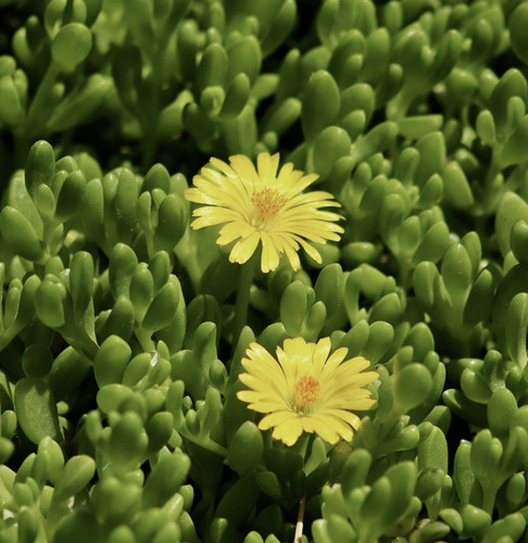 Delosperma congestum yellow - delosperma,