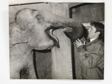 Elephant Rosie Billy Smarts