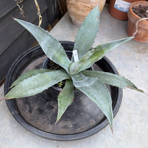 Agave americana width - agave, 12