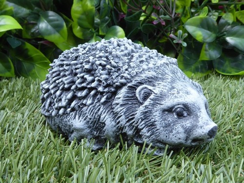 Adorable baby hedgehog cast - hedgehog,