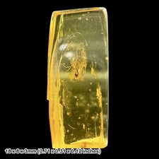 Baltic Amber Fossil