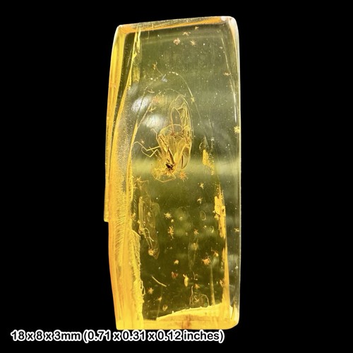 Baltic amber fossil - amber,