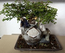 Bonsai Tree Lonicera outdoor s STUNNING LANDSCAPES