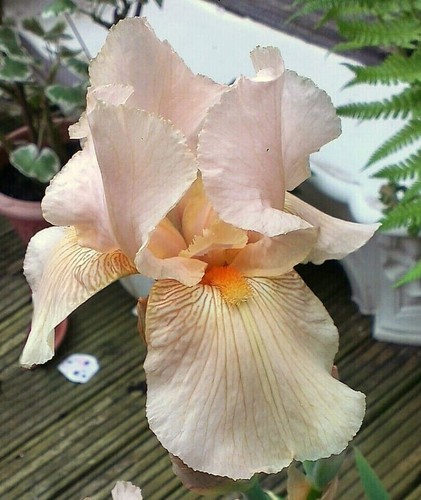 Bearded iris germanica - iris, pale