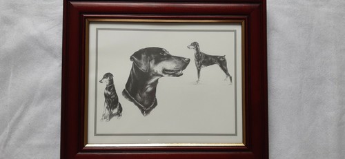 Doberman dog framed - framed, print