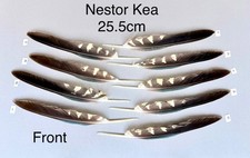 RARE Parrot Kea Feather Crafts