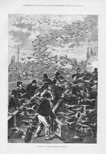 BELGIUM A Flight of Homing Pigeons - Antique Print 1876