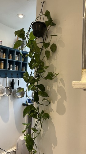 Pothos epipremnum trailing - pothos,