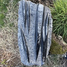 Orthoceras plate Straight Horn Nautilus, Atlas Mountains, Morocco Approx 450 MYO