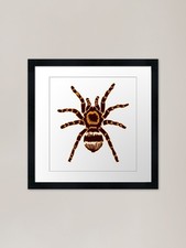 Tarantula! Orange and Black