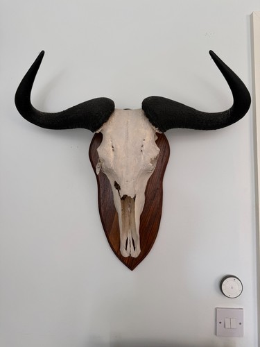 Antique taxidermy european - antique,