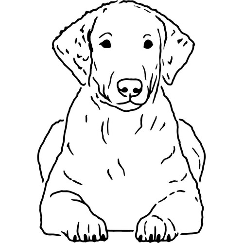 Curly coated retriever - 'curly,