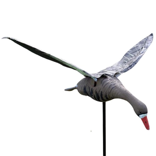 Flapping greylag goose - flapping,