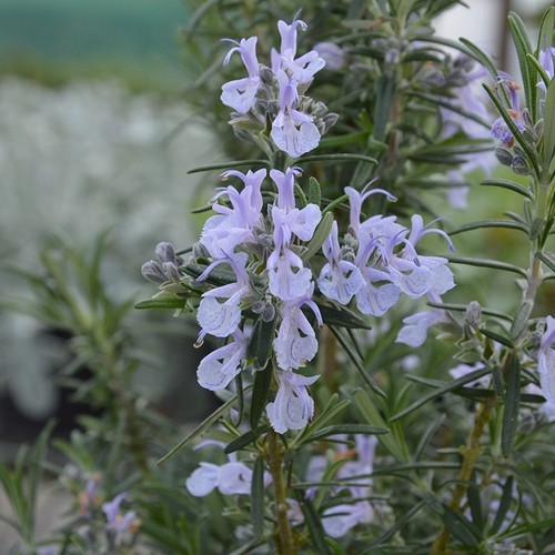 Rosemary gorizia x5 plug - rosemary,