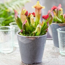 Sarracenia Smoorii Fly Trap |