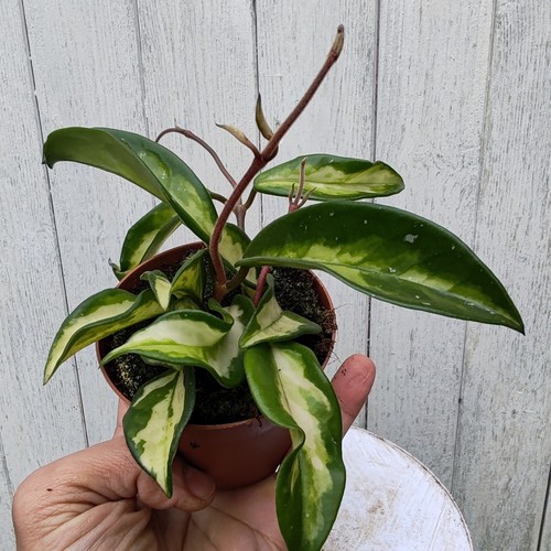 Hoya carnosa 3 - 2, deep