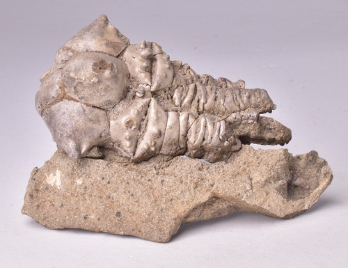 Crinoid fossil jimbacrinus - fossil,,