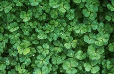 Fresh Clover, herbal tea