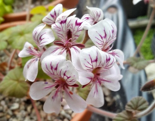 Pelargonium australe species - australe,,