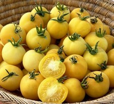 Tomato Garden Peach x 1 Plug