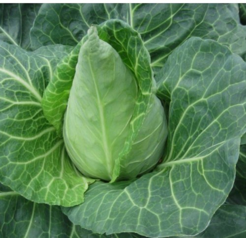 Sweetheart pointed cabbage - pointed,