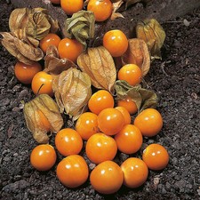 CAPE GOOSEBERRY (PHYSALIS