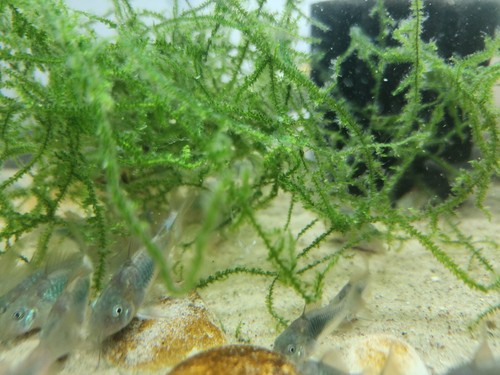 Group green emerald - of,