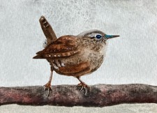 Original Watercolour Wren