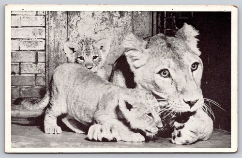 Postcard queenie african - postcard,