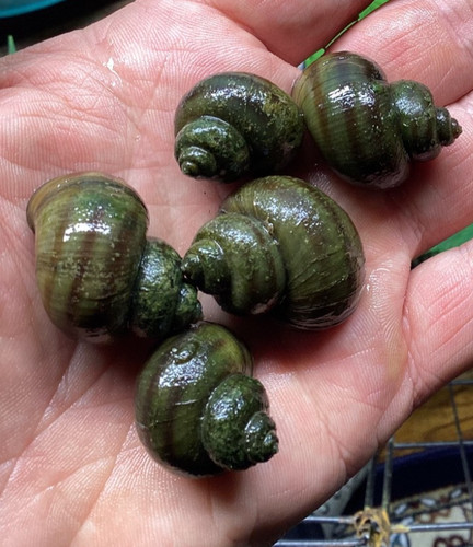 Mystery snails asian - 3, ringed