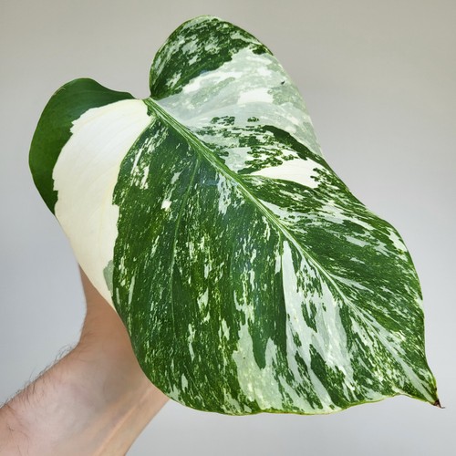 Monstera deliciosa albo - monstera,