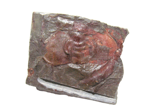 Cambrian bristolia - cambrian,