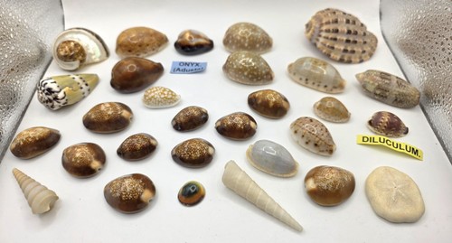 Bundle cypraea cowrie - bundle,