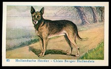 DUTCH SHEPHERD DOG  Hollandse Herder Advertising Card c 1930s for Dog Biscuits