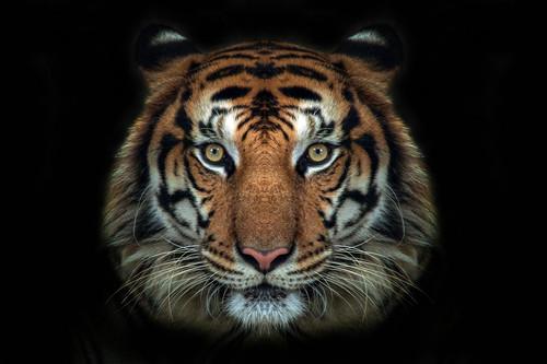 Tiger face wall - wall, 3d