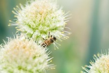 10x GIANT Allium NIGRUM Spring