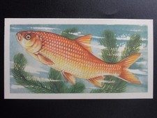 No.8 GOLDEN ORFE - Freshwater Fish by Brooke Bond & Co. 1960