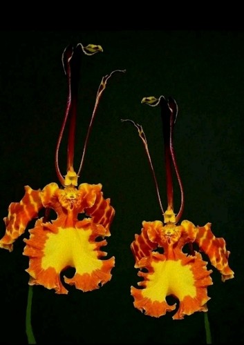 Psychopsis mariposa new - psychopsis, mariposa.