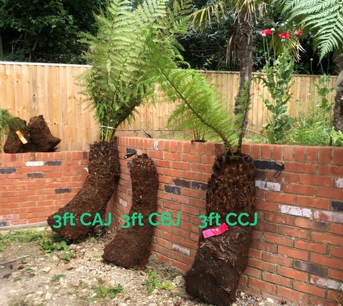 Dicksonia antarctica 3ft