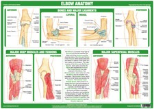 Elbow Anatomy Poster | Showing Joint Function 