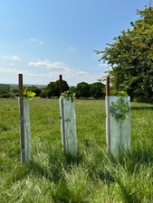 50no Biodegradable Tree/ Hedge