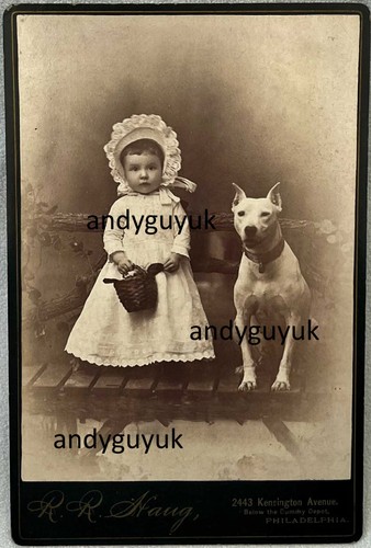 Cabinet card pit - bull, terrier
