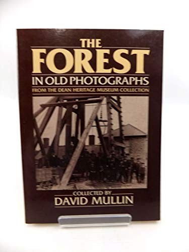 The forest old photographs - in,