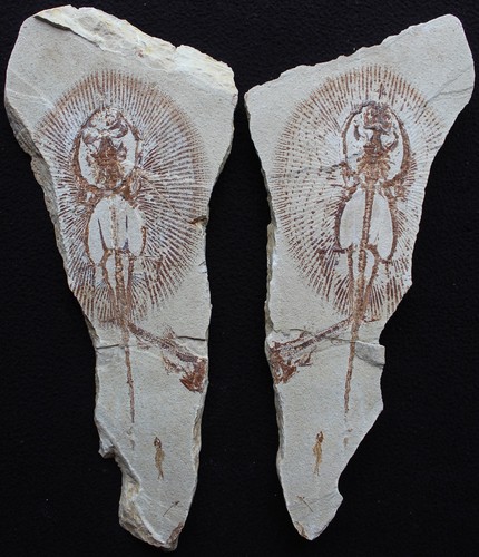 Cyclobatis 108 stingray - cyclobatis,
