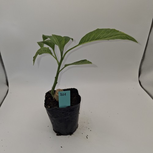 Brugmansia single white - brugmansia,
